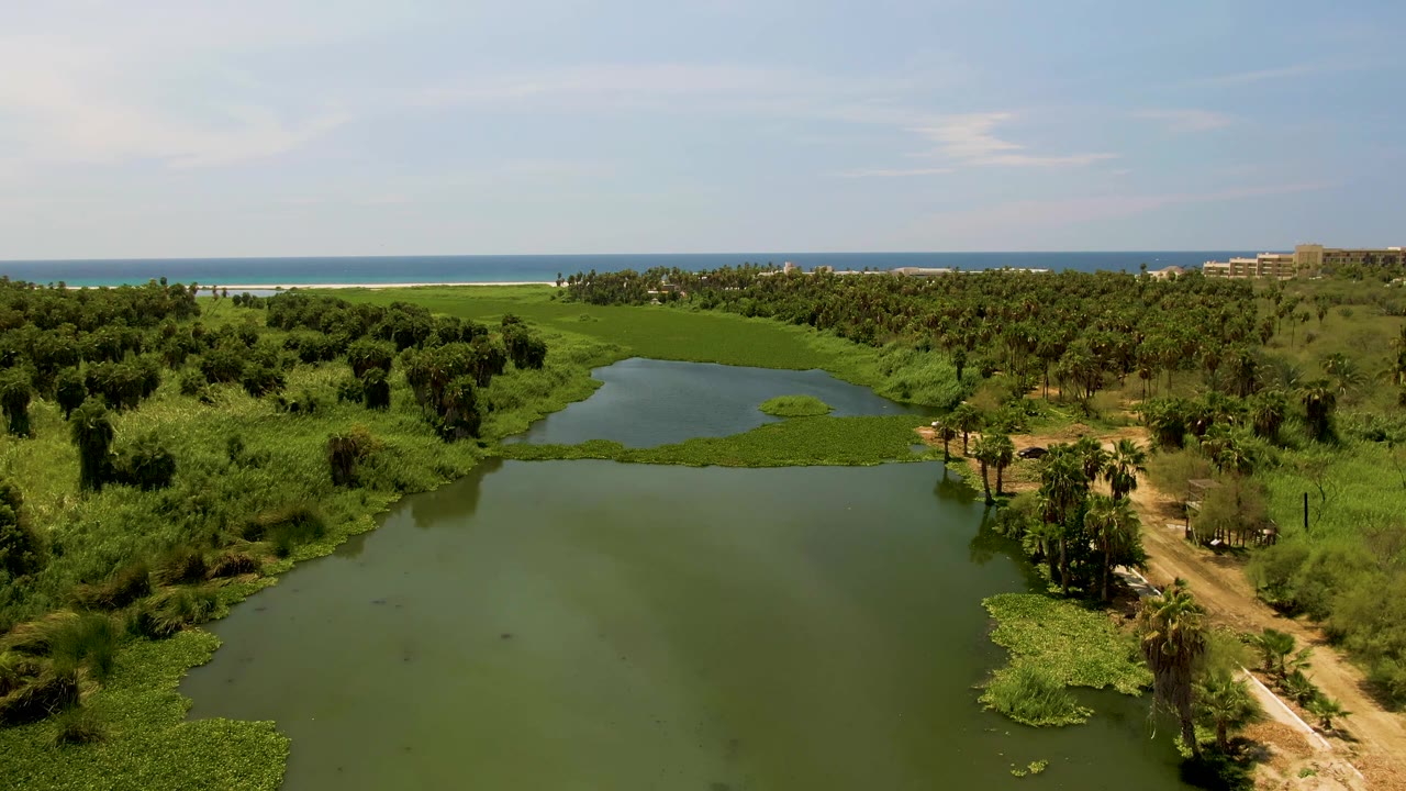 At 0:01, the San Jose del Cabo aerial view keeps the pond centered, with dark green shrubs on the left, lily pads around the water, the dirt path on the right edge, and no visible people.