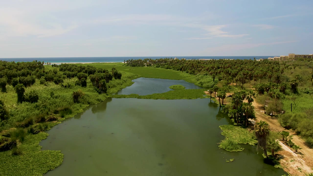 At 0:02, the aerial frame shows more of the right bank vegetation and dirt path beside the pond, with lily pads at the lower right, ocean behind the trees, and no visible people.