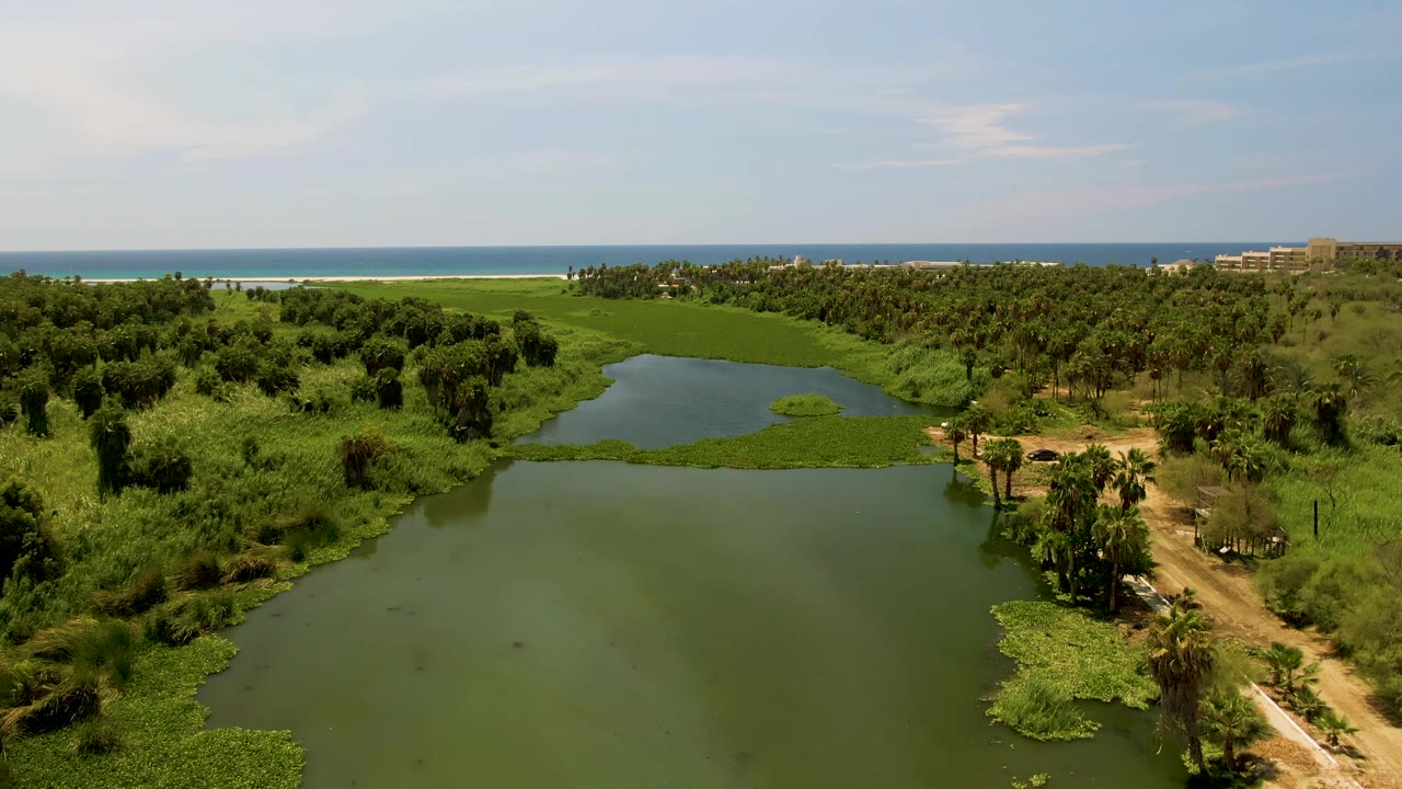 Lagoon and palm-lined dirt road with ocean visible beyond the greenery.