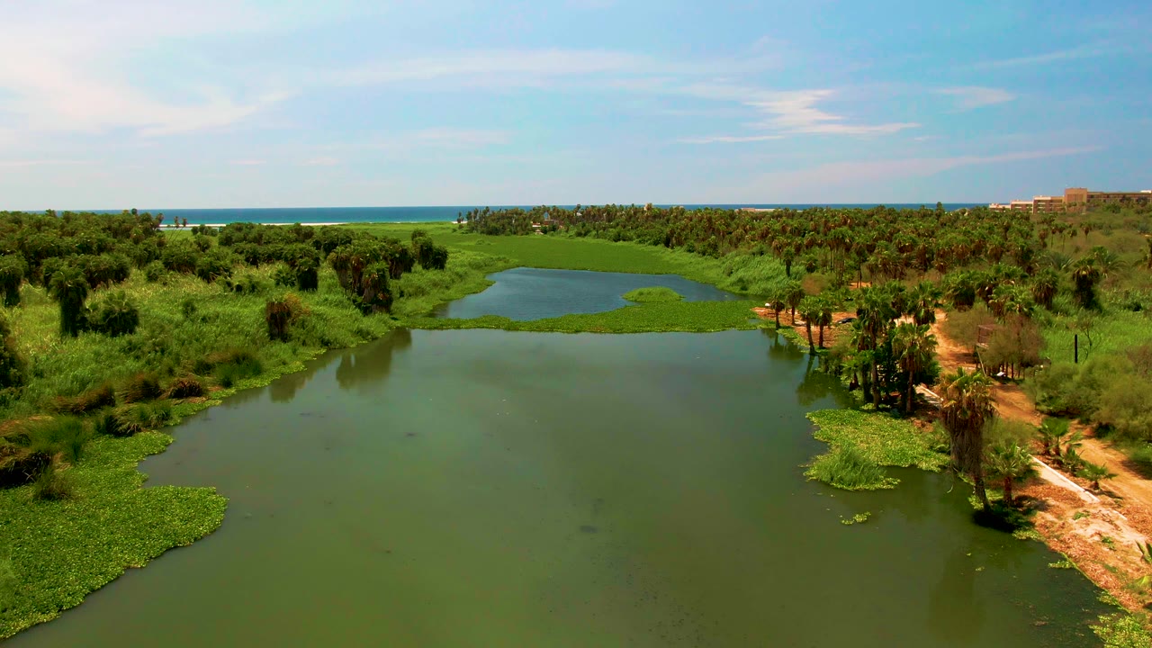 Aerial frame over San Jose Del Cabo lagoon water, with dense green marshland, a cluster of palms on the right bank, the ocean beyond, and no visible people.