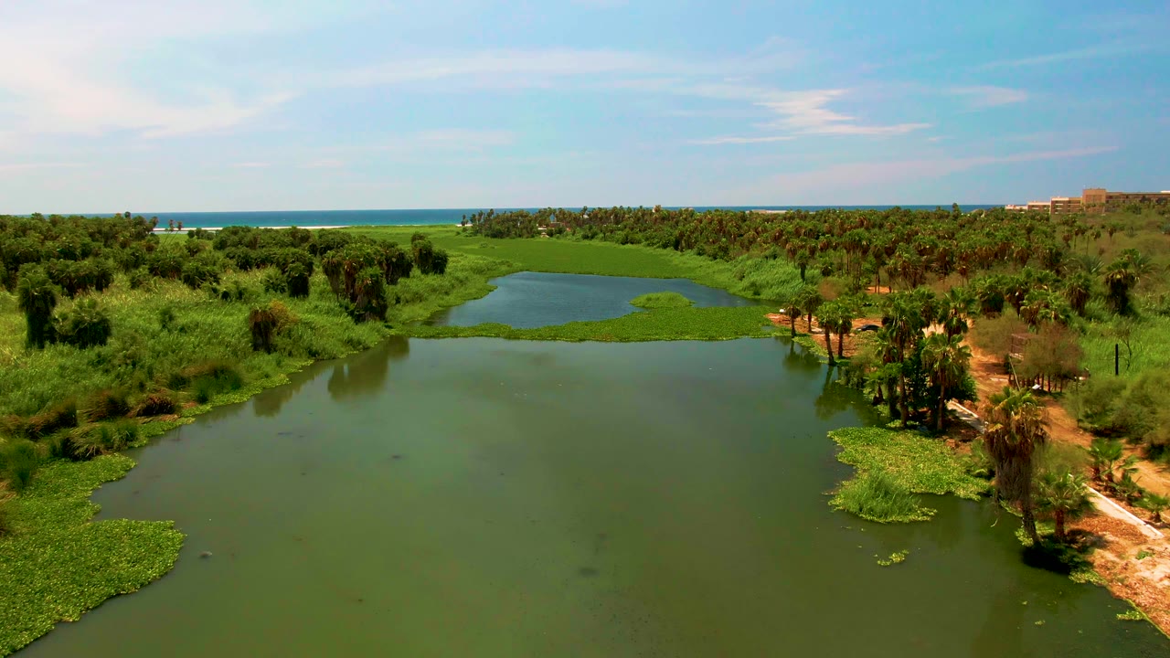 Aerial lagoon view with green marsh edges and a palm-lined bank.