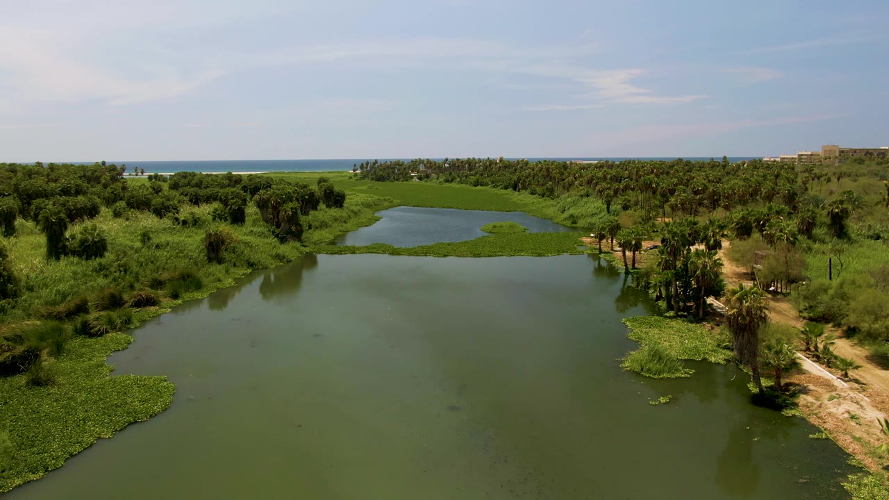 Aerial frame in San Jose Del Cabo showing lagoon water, a narrow dirt path, palms along the right bank, floating plants, distant ocean, and no visible people.