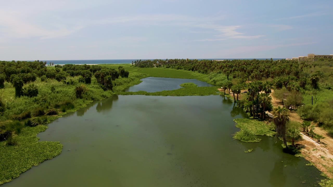 Wide aerial view of the San Jose Del Cabo lagoon with green water in front, palm clusters and shrubs around the banks, the ocean on the horizon, and no visible people.