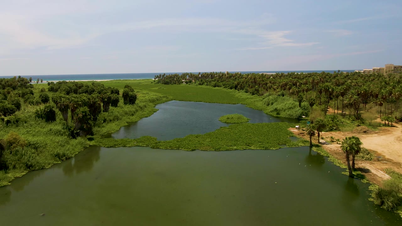 At 0:02 in San Jose Del Cabo, the frame shows lagoon water occupying most of the foreground, a rounded patch of floating vegetation near the center, palm trees at right, ocean beyond, and no visible people.