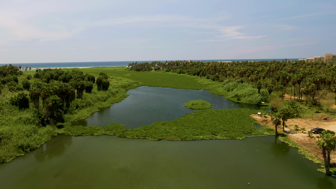Aerial view over lagoon vegetation with green water, palms, sandy shore, and ocean in background.