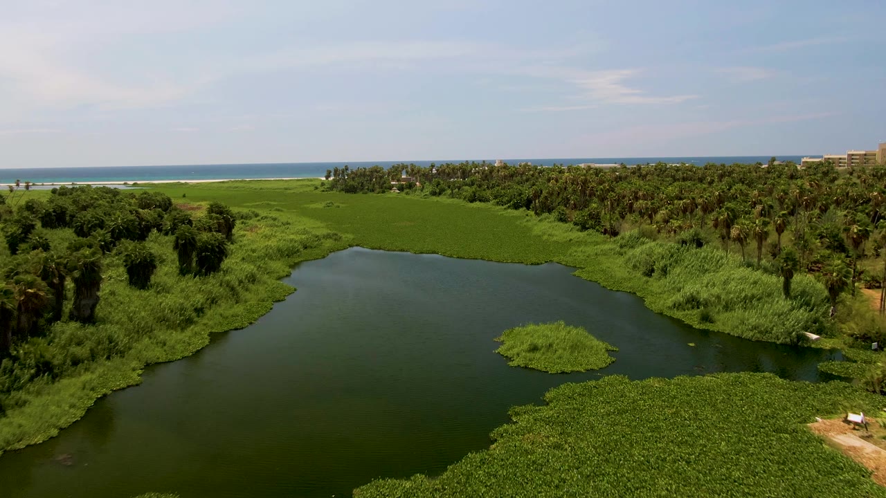 Aerial frame over a San Jose del Cabo lagoon, with dark water in front, floating green plants near the banks, palms and grasses beyond, ocean on the horizon, and no visible people.