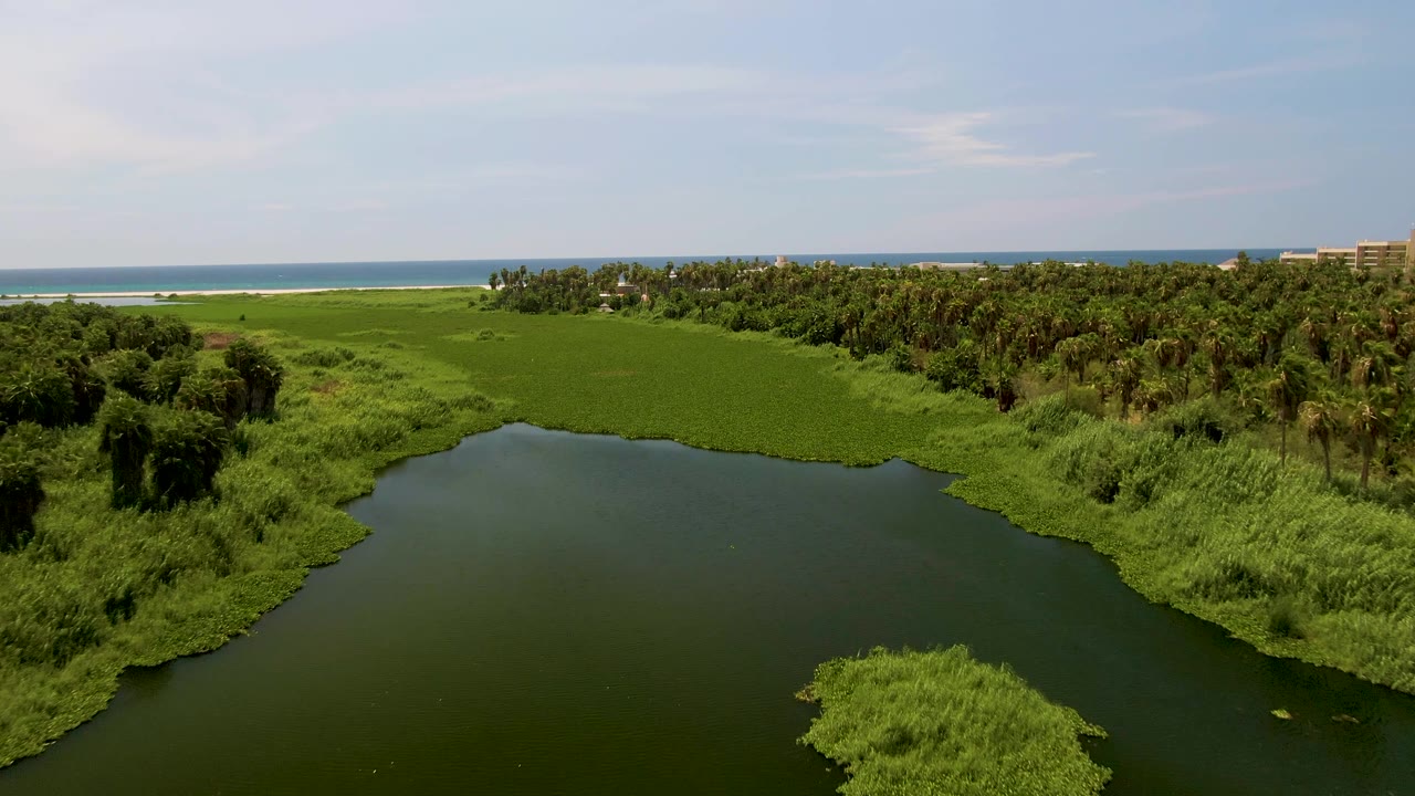 Aerial frame of the San Jose del Cabo coastal lagoon with open dark water in the lower frame, a rounded patch of green aquatic plants at right, dense palms beyond, ocean horizon, and no visible people.