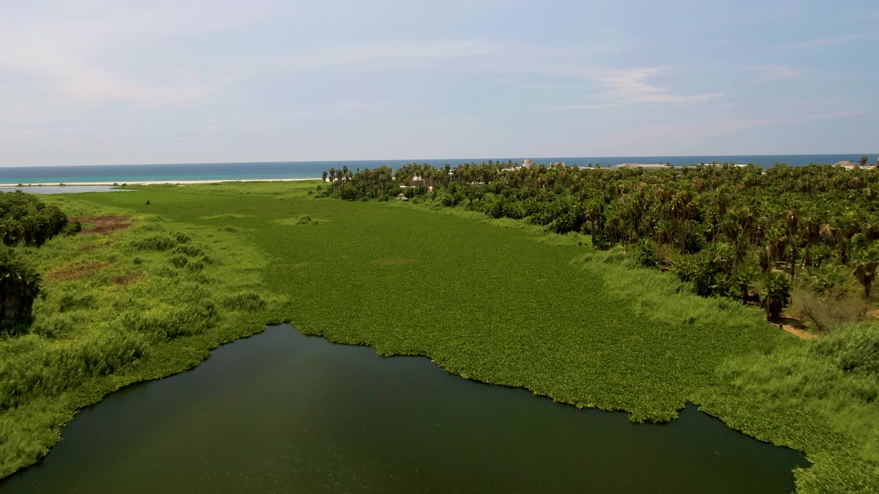 Aerial frame over San Jose del Cabo wetland with dark lagoon water filling the lower left, dense green marsh ahead, palms to the right, ocean and sandy shore in the distance, and no visible people.