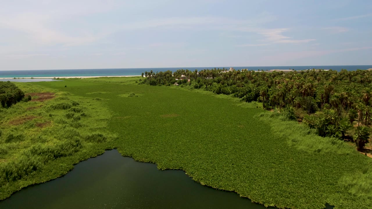 Aerial frame in San Jose del Cabo with the lagoon water smaller at the bottom edge, broad green vegetation across the middle, a palm line on the right, sandy beach and blue ocean beyond, and no visible people.