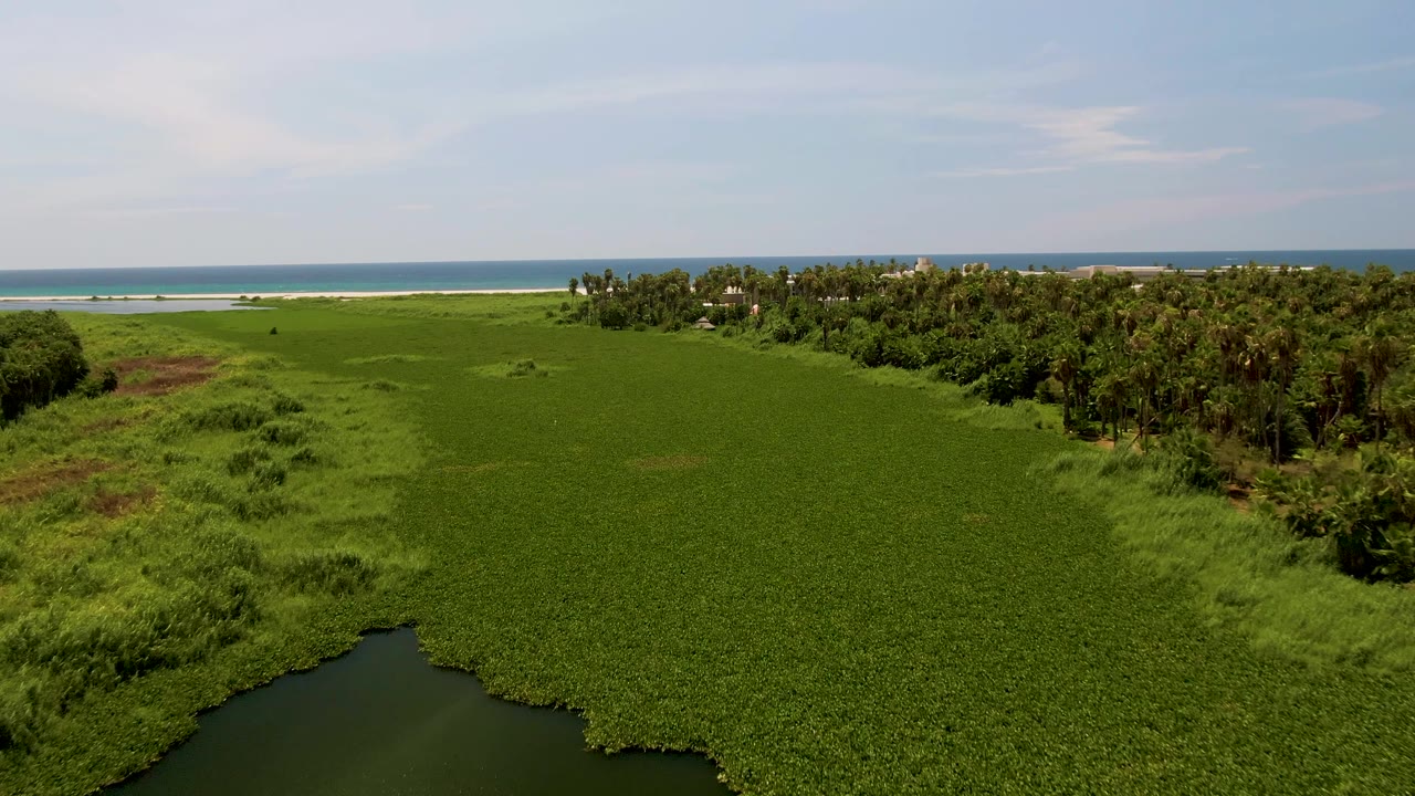Aerial frame over San Jose del Cabo marsh where green vegetation fills most of the image, lagoon water remains along the lower edge, palms cluster at right, and the sandy shore and ocean sit on the horizon with no visible people.