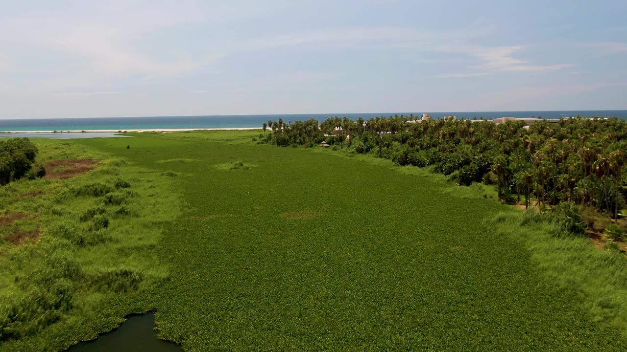 Aerial coastal wetland with small lagoon corner, broad green marsh, palms, beach, and ocean.