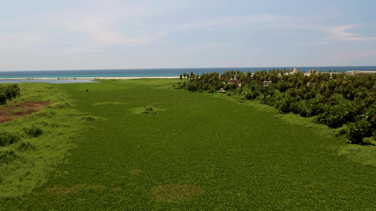 Wide aerial coastal field with palms and ocean behind it.