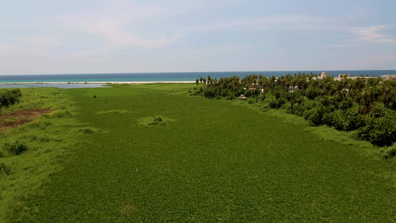 Aerial view in San Jose del Cabo with dense green vegetation filling the foreground, a palm grove and a few low structures near the beach, and a distant person moving through the field.