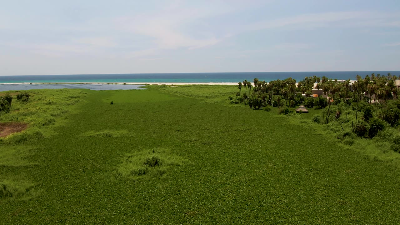 Aerial coastal grassland with ocean horizon and palm cluster to the right.