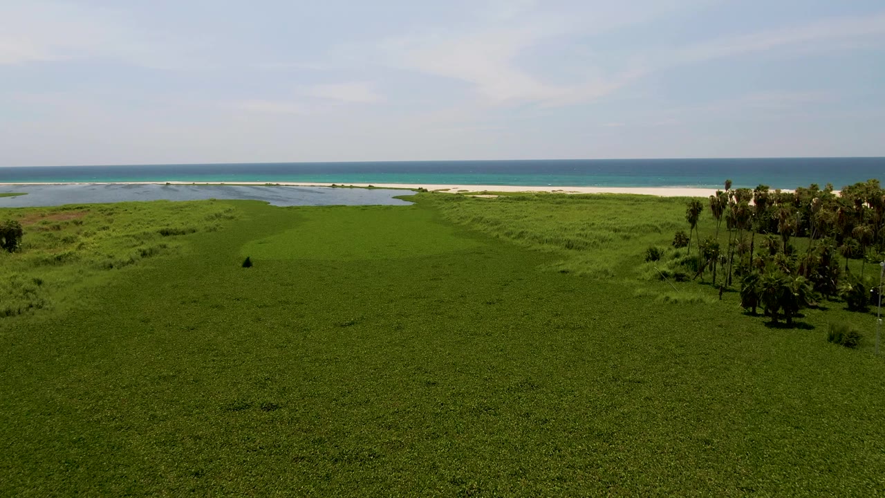 Aerial view over San Jose del Cabo grassland where palms sit toward the right edge, with sand, shallow surf, and blue water beyond, no visible people.