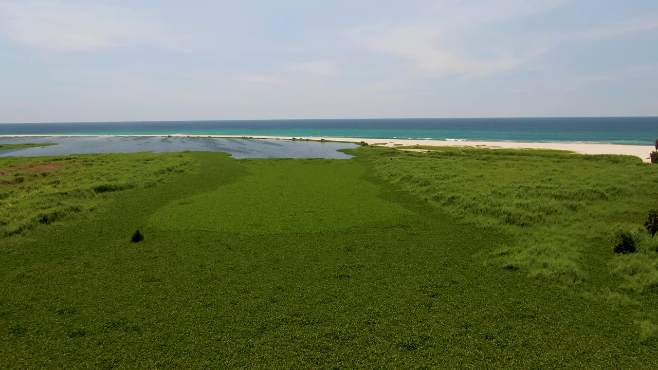 Aerial frame in San Jose del Cabo with a small palm cluster rising from green vegetation, shallow water near the sand, the ocean horizon in back, and no visible people.