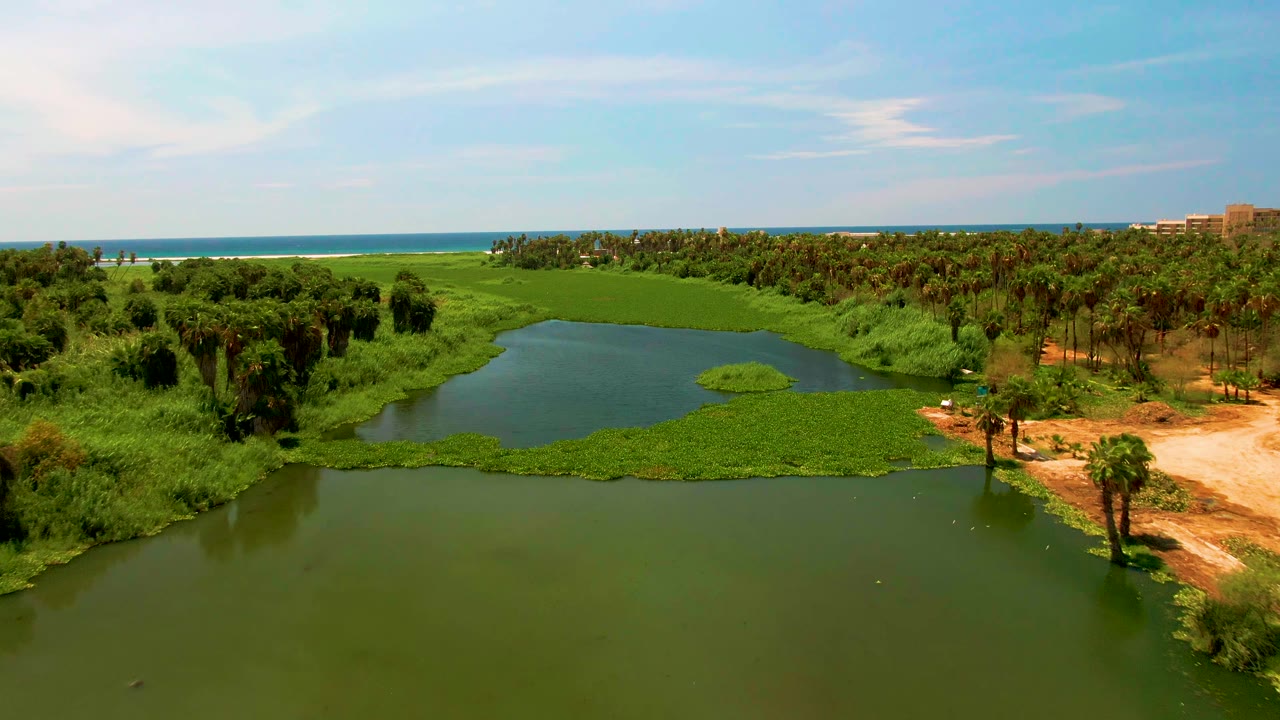 Aerial frame over a green river in San Jose del Cabo, Mexico, with floating plants near the bank, palms on the right, distant ocean, blue sky, and no visible people.