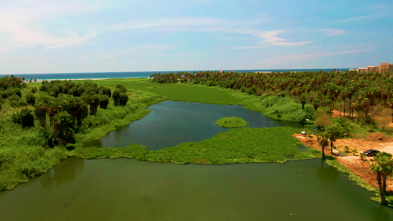 Wide drone view of river water, reeds, palms, and ocean horizon.