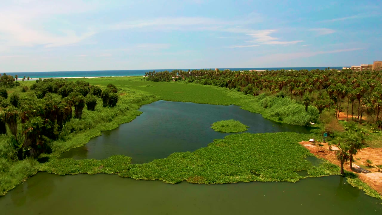 Aerial frame over San Jose del Cabo, Mexico, with the river bend filling the foreground, a dense mat of floating vegetation across the middle, palms and a dirt path on the right, ocean on the horizon, and no visible people.