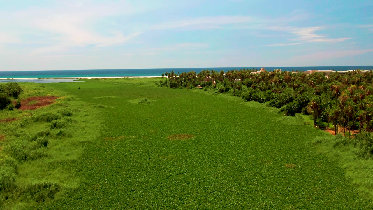 Aerial view over a green field near San Jose del Cabo, with a tree line to the right, blue ocean on the horizon, pale sky, and no visible people.