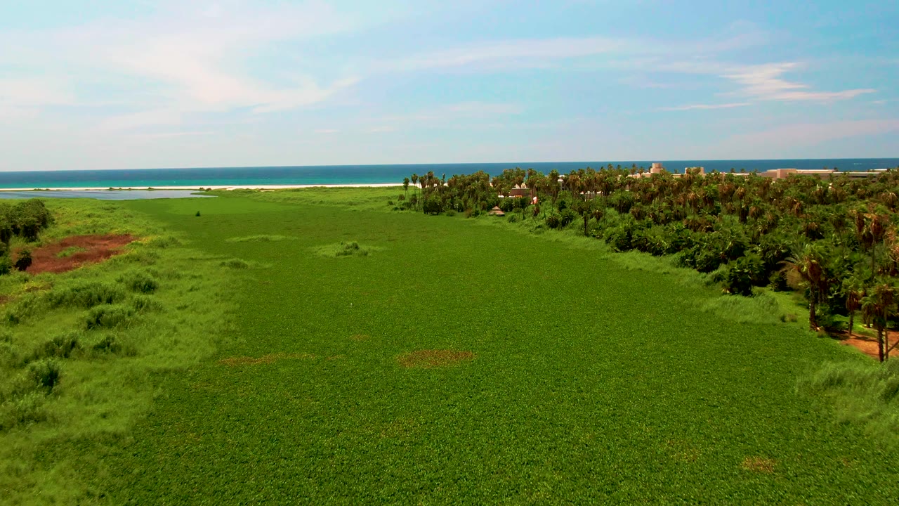 Drone-height view across lush vegetation in San Jose del Cabo, with the field filling the foreground, dense trees at right, ocean beyond, and no visible people.