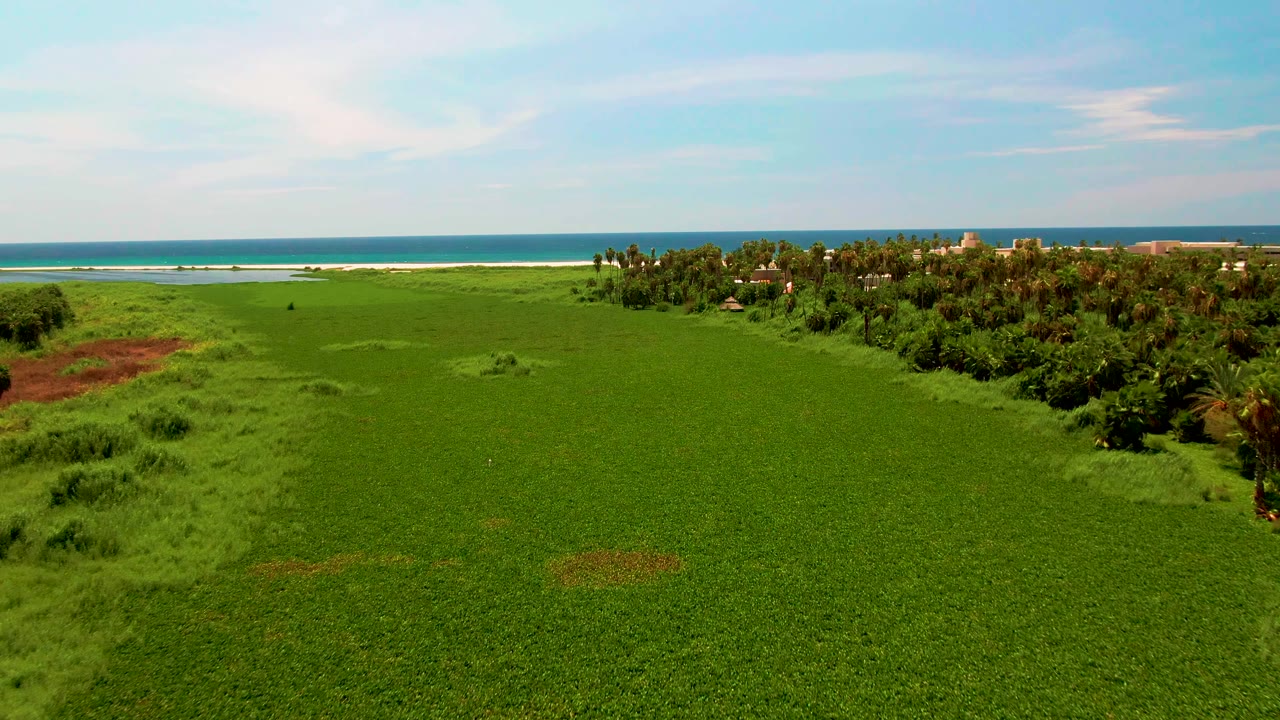 Wide aerial frame in San Jose del Cabo with a continuous green meadow, palm-heavy tree line, thin white surf band, blue ocean, and no visible people.