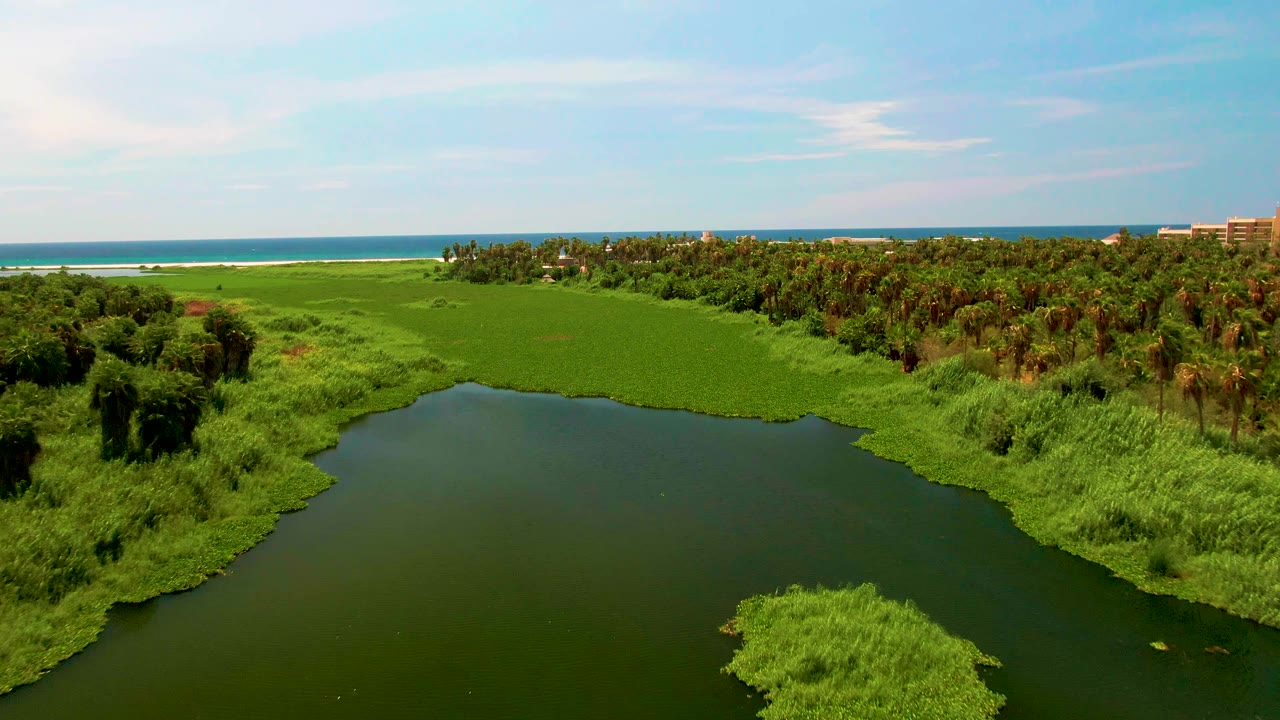 Aerial view of green shoreline vegetation, dark water, palms, beach, and ocean horizon.