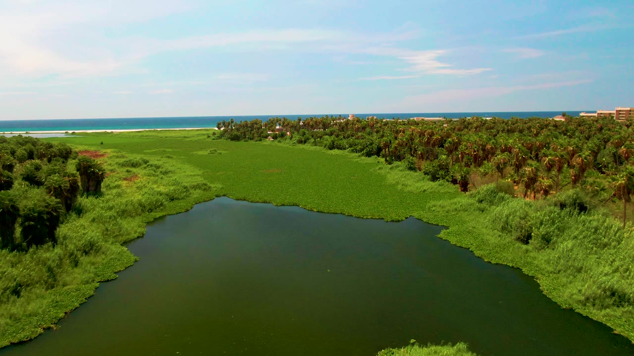 Aerial view in San Jose del Cabo showing a wider bend of dark water below, thick bright green vegetation across the shoreline, palm trees along the right side, distant surf, and no visible people.