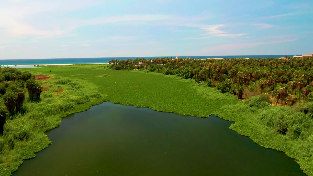San Jose del Cabo aerial frame with a large dark water area at the bottom, mats of green vegetation extending toward palms and a thin beach line, with blue ocean and no visible people.