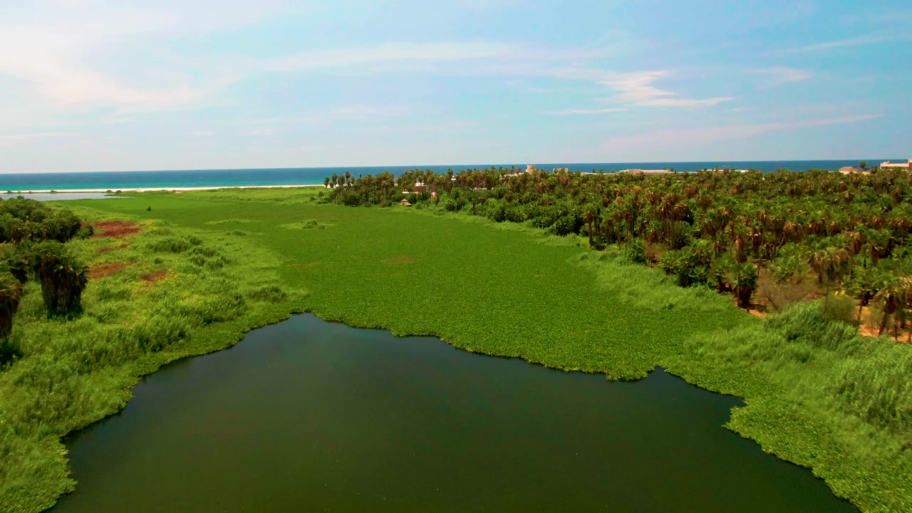 Mid-clip aerial frame over San Jose del Cabo wetlands, with less foreground water, broad green vegetation across the center, palm trees at right, ocean surf in the distance, and no visible people.