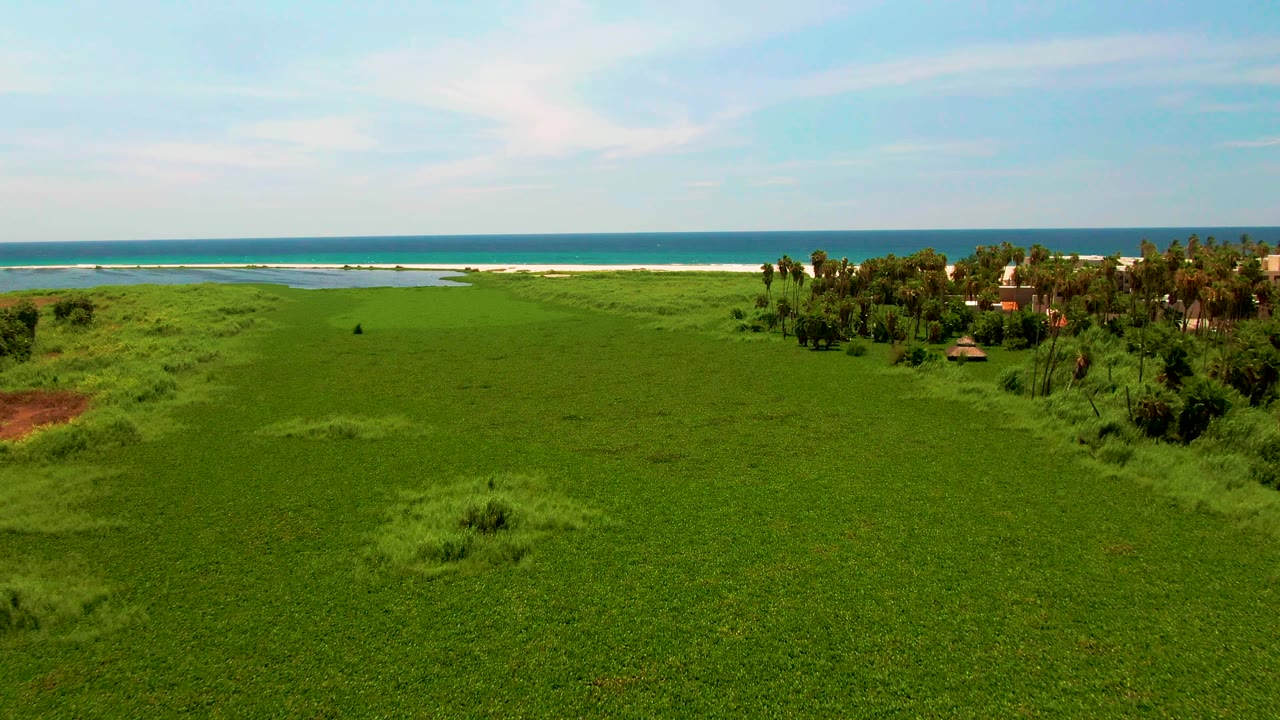 Green coastal field with a reddish patch, palms, ocean, and sky.