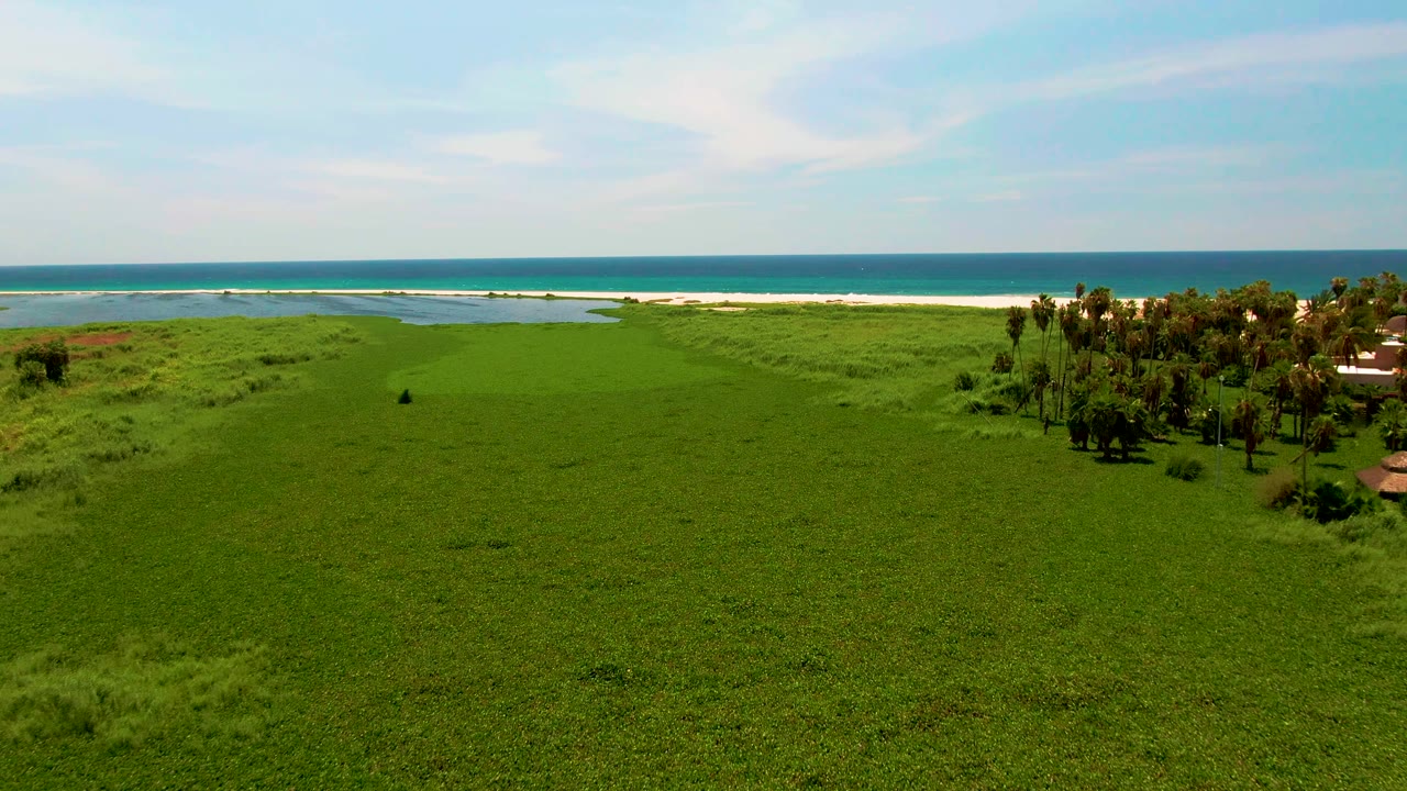 Aerial frame over San Jose Del Cabo coastal grassland with a sandy beach and blue ocean beyond, palm trees grouped at the right edge, and no visible people.