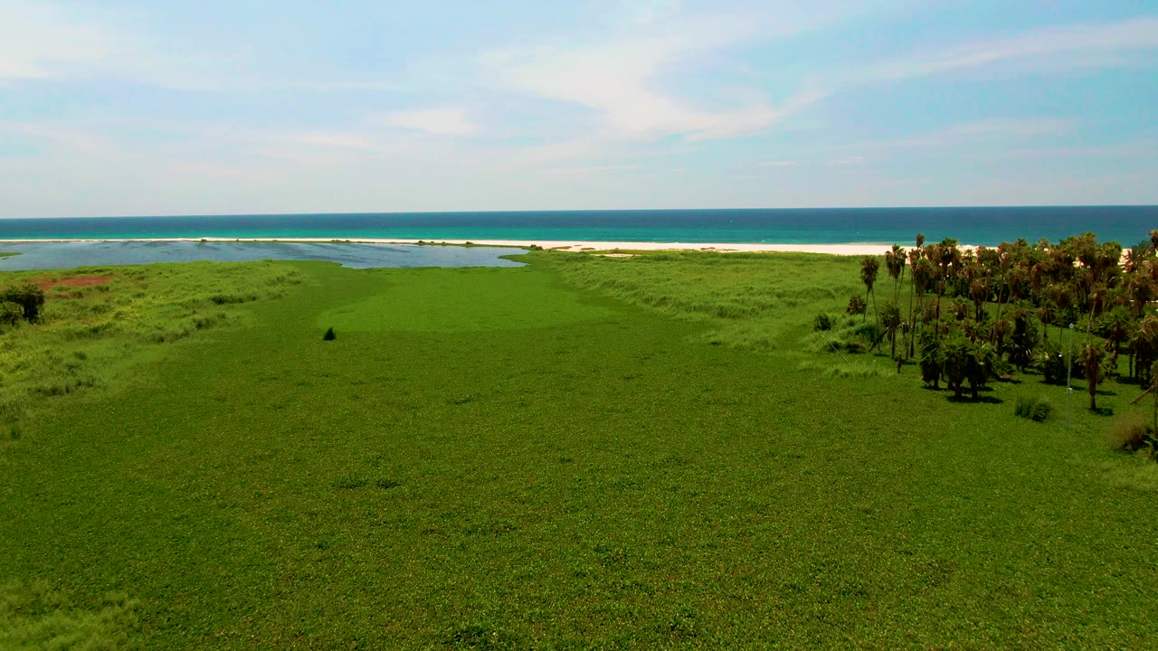 High aerial view in San Jose Del Cabo showing a broad green field tapering toward sand and ocean, with the palm cluster still prominent on the right and no visible people.