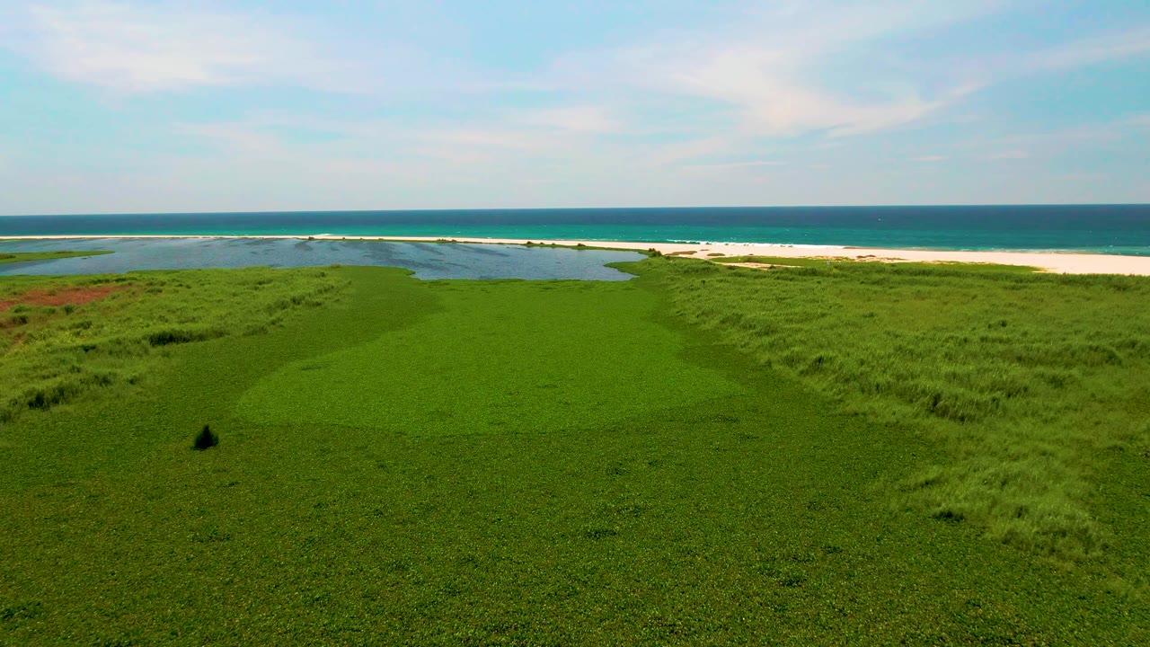 A San Jose del Cabo coastal field frame with small palms or shrubs rising from the green grass, lagoon water behind them, beach, ocean, and no visible people.