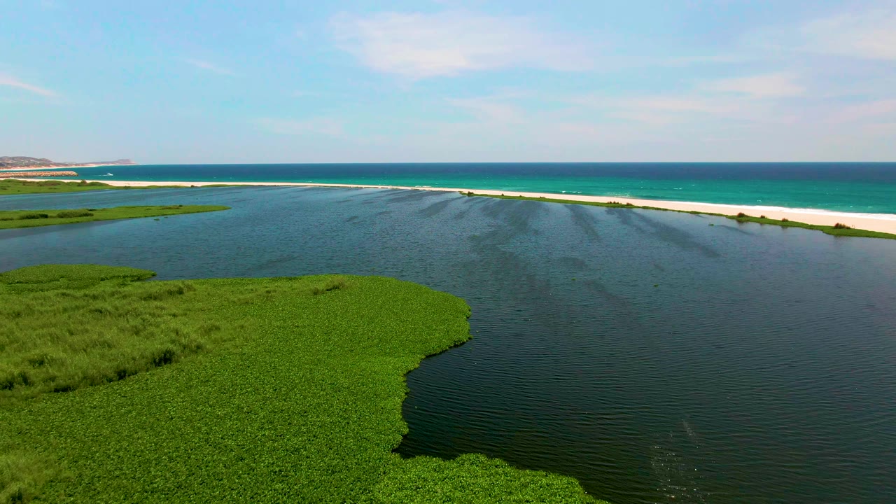San Jose del Cabo aerial frame where the wetland edge curves into dark lagoon water, with the pale sandbar and blue ocean stretching across the background, no visible people.