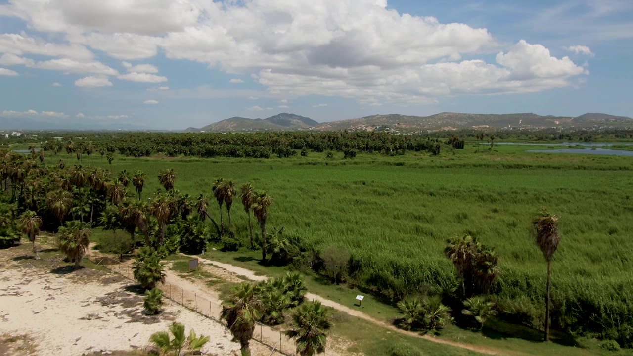 Aerial view in San Jose del Cabo, Baja California Sur with a palm cluster and sandy clearing in the foreground, green fields across the midground, distant mountains, clouds, and no visible people.