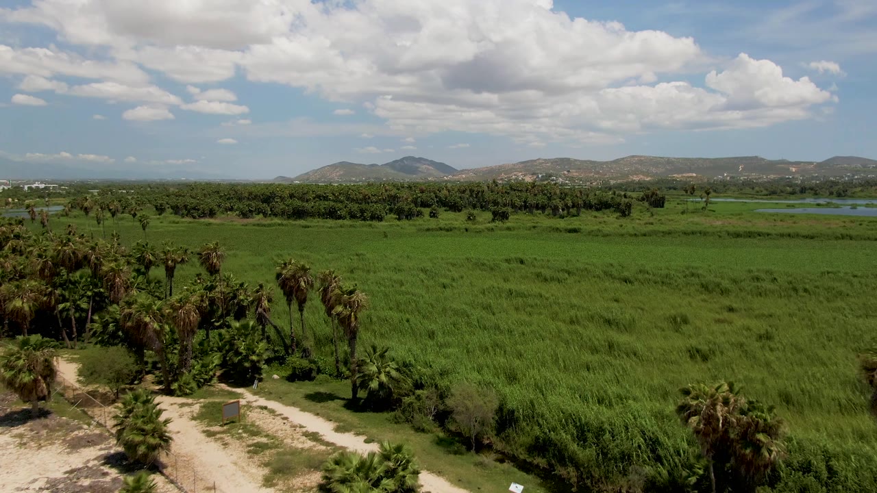 Aerial frame in San Jose del Cabo, Baja California Sur showing palms near the lower edge, broad green fields, a small water area in the distance, mountains, partly cloudy sky, and no visible people.
