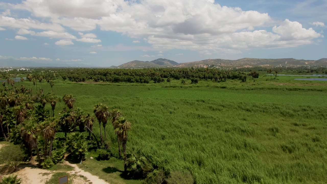 Aerial view in San Jose del Cabo, Baja California Sur with green fields dominating the foreground, palms along the lower and side edges, low mountains on the horizon, cloud cover, and no visible people.