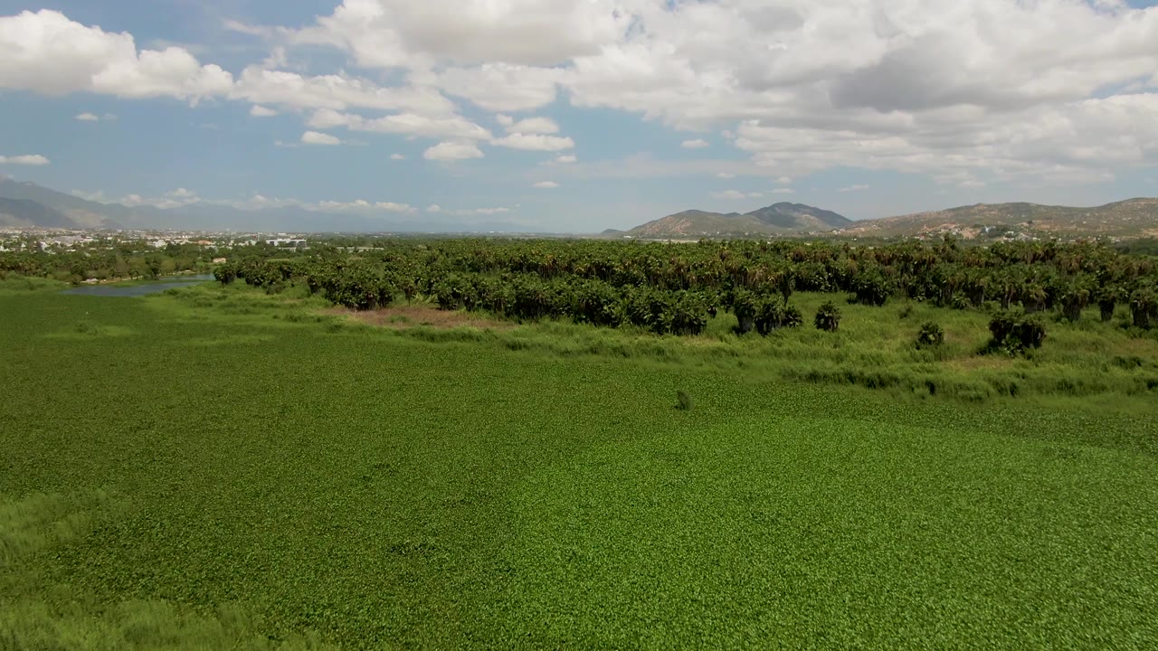 Aerial view over green fields in San Jose del Cabo, Baja California Sur, with a tree line, small water body, distant mountains, white clouds, and no visible people.