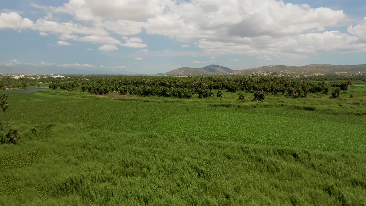 Aerial frame over San Jose del Cabo fields with dense grass in the foreground, a small water area beyond the trees, distant mountains, and no visible people.