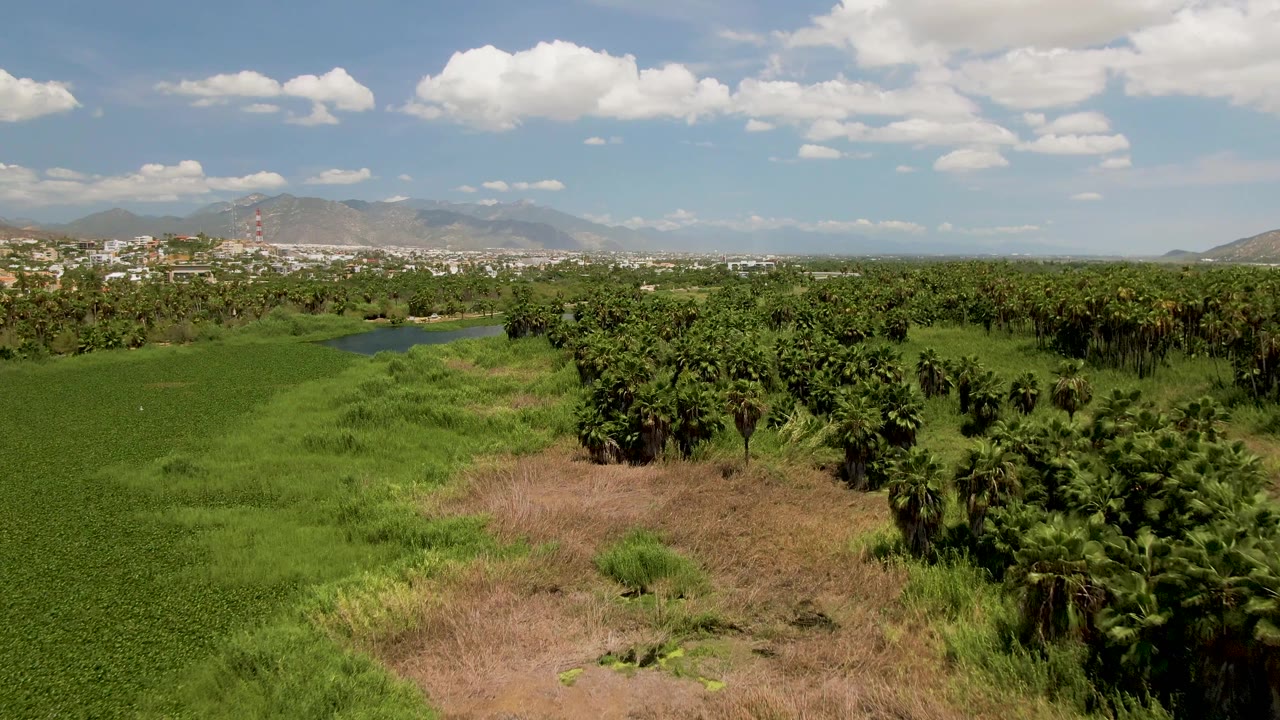 Aerial view over green fields, palms, a small pond, distant town, and mountains.