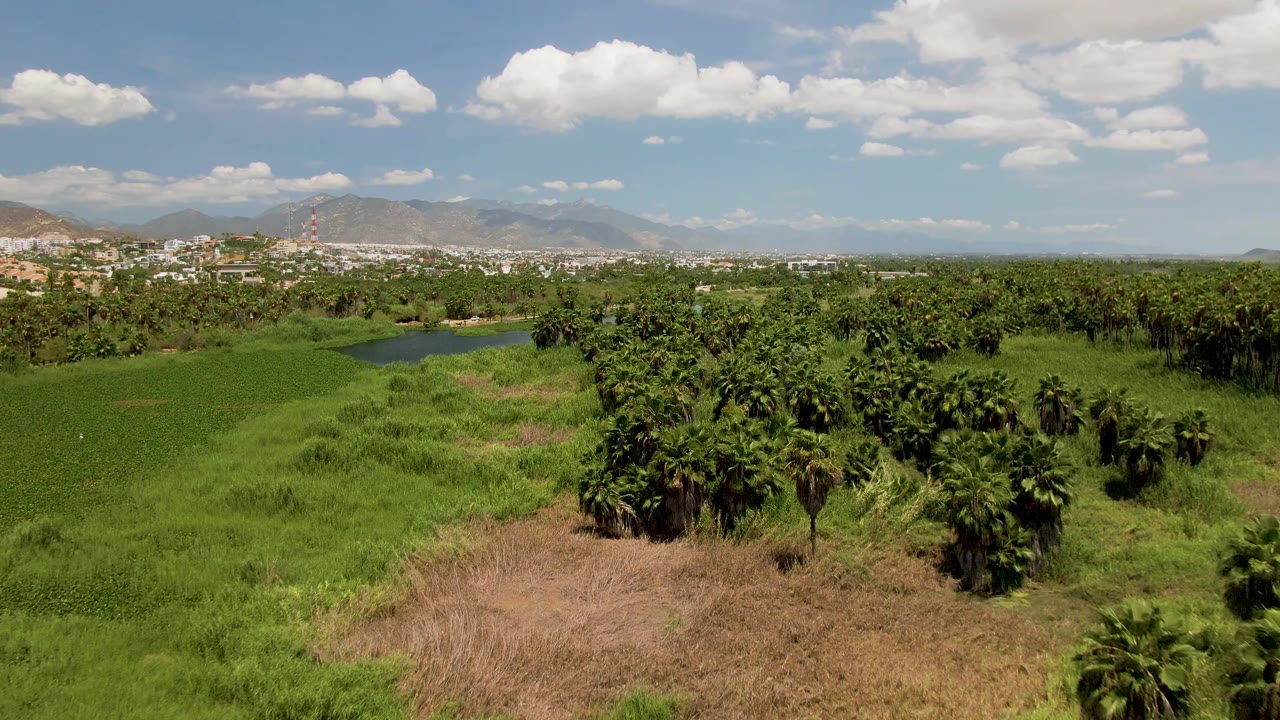The frame looks across San Jose del Cabo farmland with a large dry patch low in frame, palm trees along the right side, distant buildings, mountains, and no visible people.