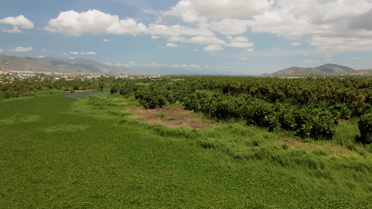Wide aerial view over green agricultural fields in San Jose del Cabo, with palms at right, a small water body near the left midground, distant mountains, and no visible people.
