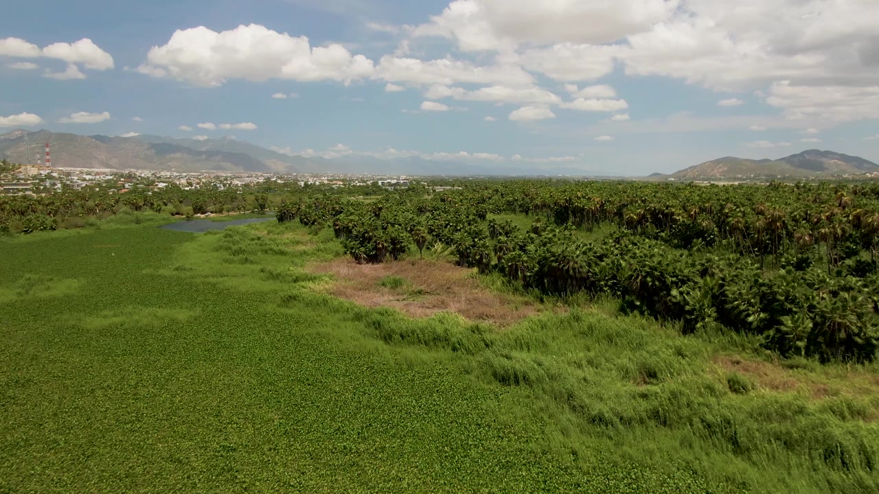 Aerial frame in San Jose del Cabo showing a broad green field in front, dense palms through the midground, a tan dry patch near center, distant mountains, and no visible people.