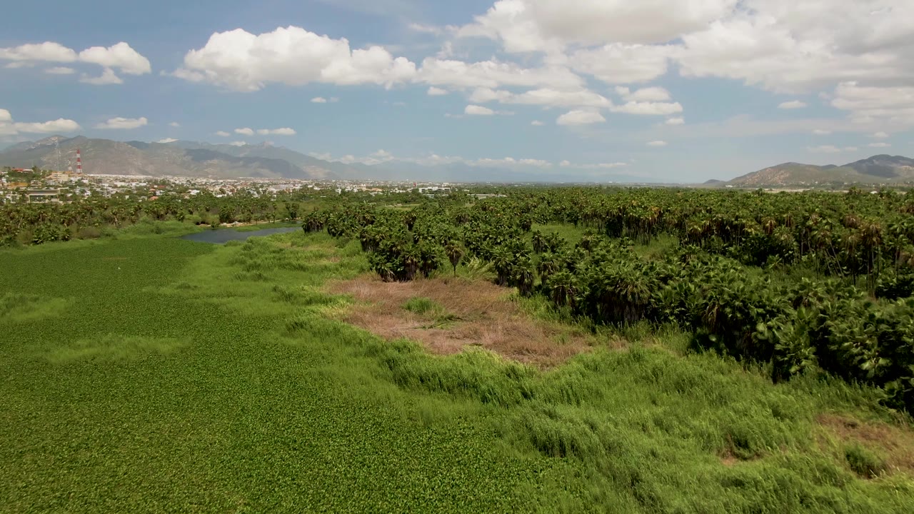 San Jose del Cabo rural aerial with green crops across the foreground, a palm row on the right, a small water area left of center, hazy mountains beyond, and no visible people.