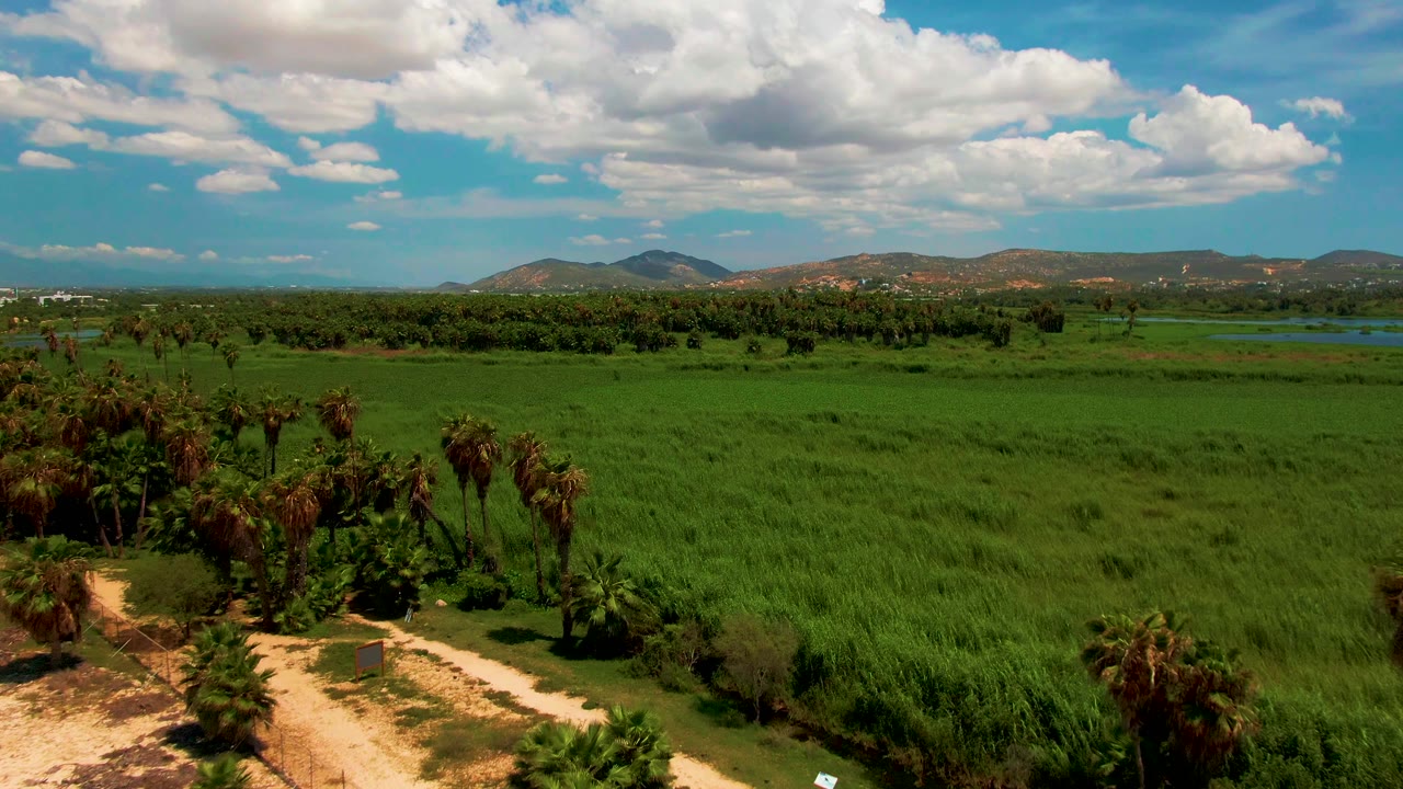 Early aerial frame over green agricultural fields in San Jose Del Cabo, with palms and a pale dirt path in the lower left, distant hills, clouded blue sky, and no visible people.