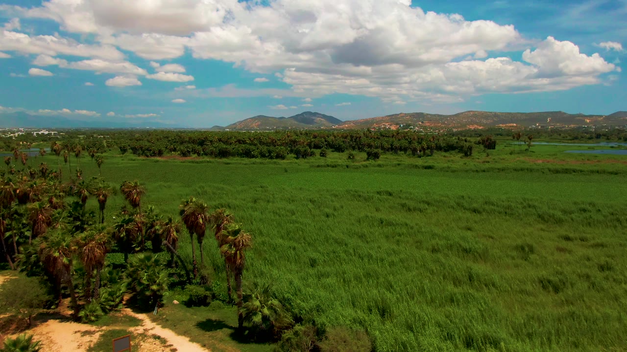 Aerial farmland view in San Jose Del Cabo, with the palm cluster lower in frame, open green fields across the middle ground, distant hills, scattered clouds, and no visible people.