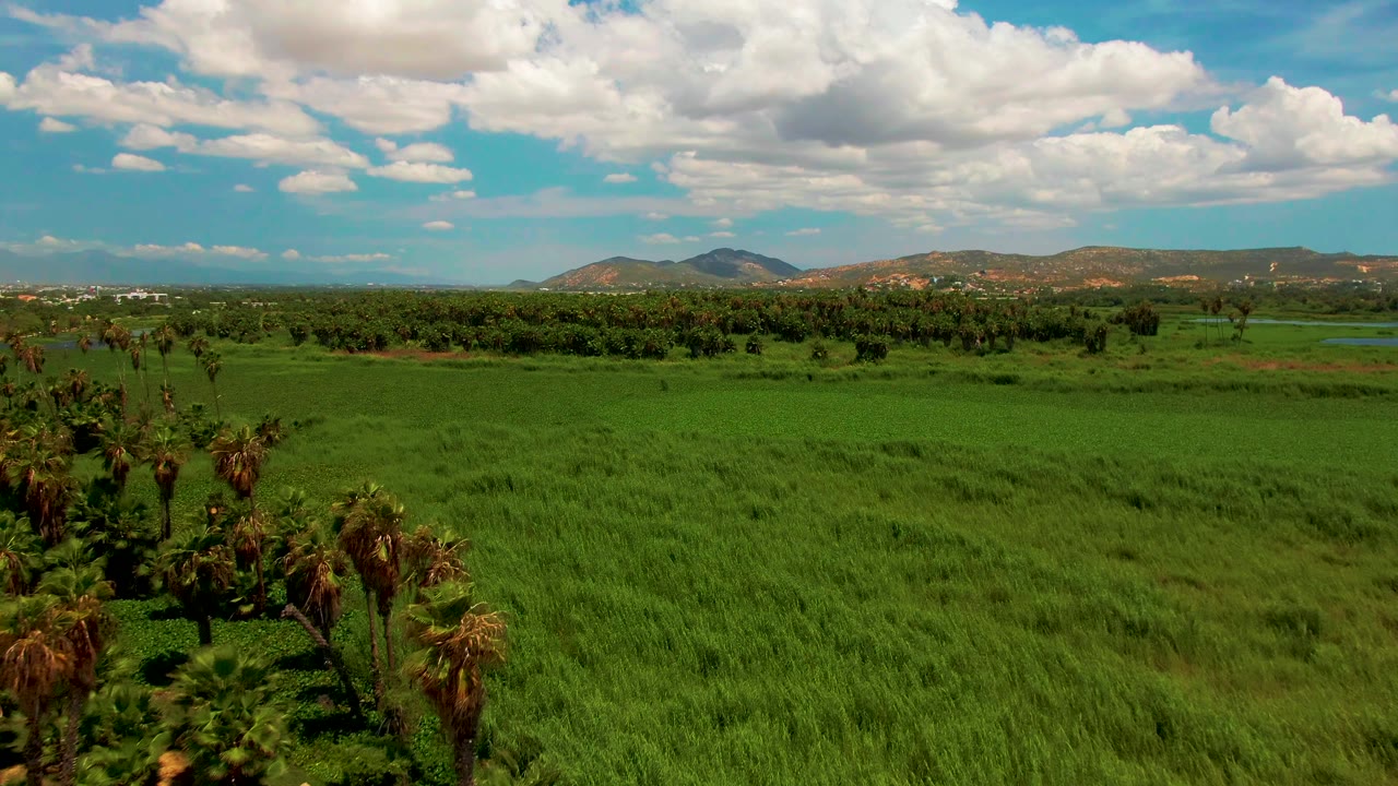 Wide drone frame over San Jose Del Cabo farmland, with green crop texture filling the foreground, a small palm group near center left, low hills in the distance, and no visible people.