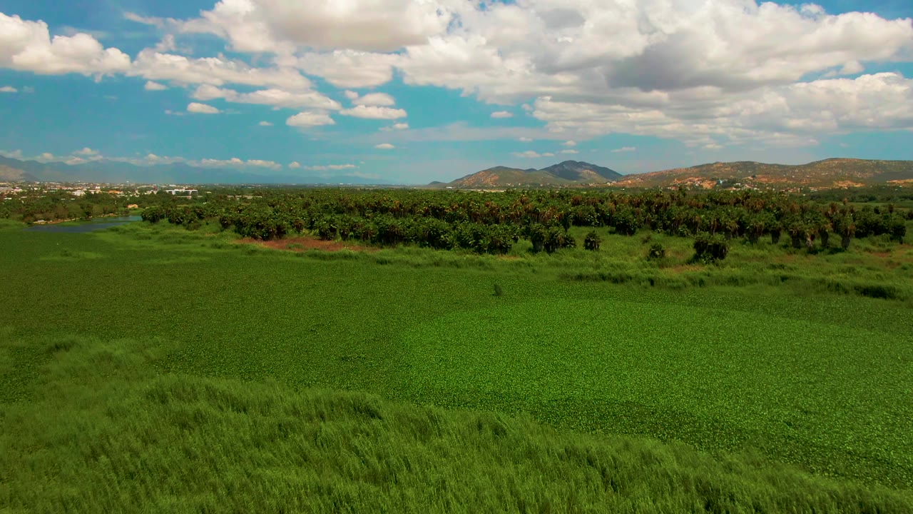 Aerial frame over green fields near San Jose del Cabo, Baja California Sur, with taller grass in front, a dark tree line, distant hills, white clouds, and no visible people.