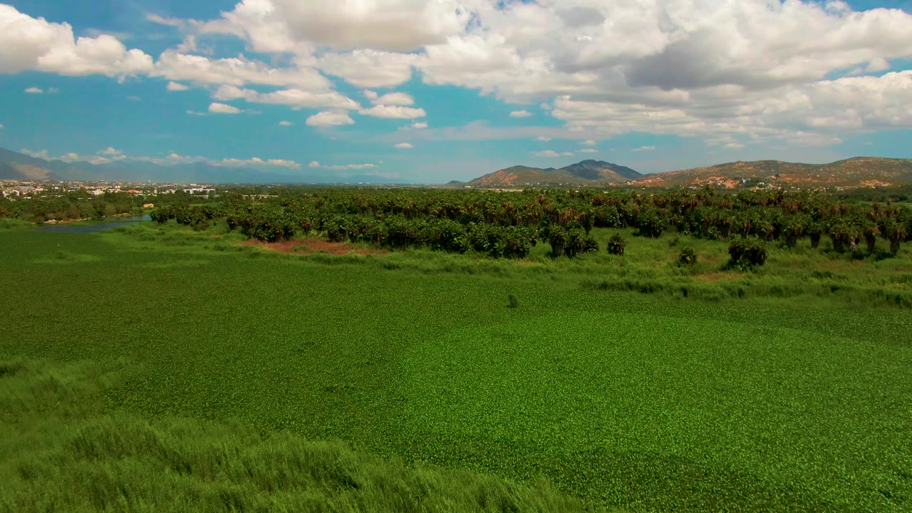 Wide drone view near San Jose del Cabo showing dense green field texture, a dark band of trees, low hills on the horizon, scattered clouds, and no visible people.